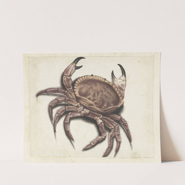 Zeekrab by Anonymous