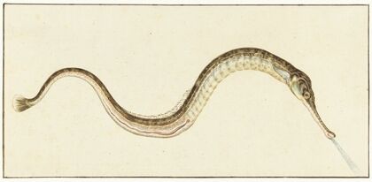 Zeenaald (Syngnatus Acus) (1664 - 1693)