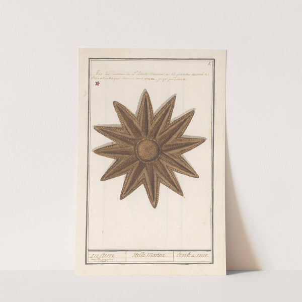 Zeester (Asteroidea) Zee Sterre Stella Marina Etoile de Mer (1596-1610) by Anselmus Boëtius de Boodt