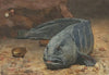 Zeewolf op de bodem van een aquarium