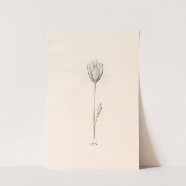 Zeitloss (1692) by Magdelena Rosina Funck