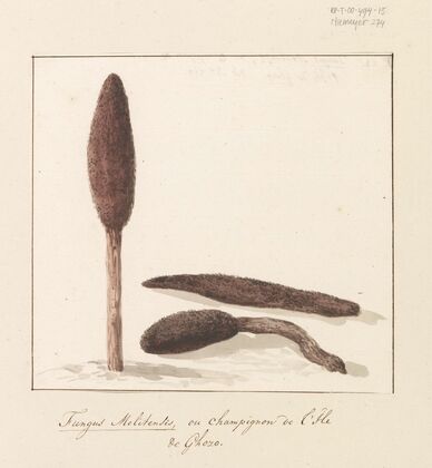 Zeldzame plant van eiland Gozo (1778)