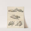Zes dode vogeltjes by Willem van Leen