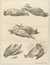 Zes dode vogeltjes