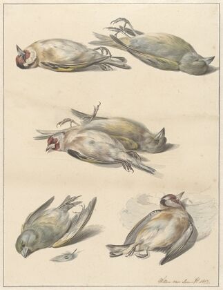 Zes dode vogeltjes