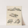 Zes dode vogeltjes by Willem van Leen