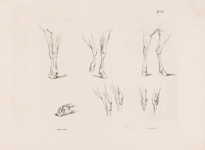 Zes studies van paardenbenen (1835)