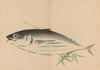 Zeshin iboku tairyūkyo gafu, Pl.05
