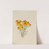 Zinnia (Zinnia grandiflora) (1931) by Mary Vaux Walcott