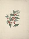 Ziziphus abyssinica A. Rich. (Ethiopian Christ-Thorn)