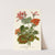 Zonal Geranium (1896-1897) by Edward Step