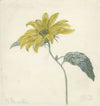 Zonnebloem
