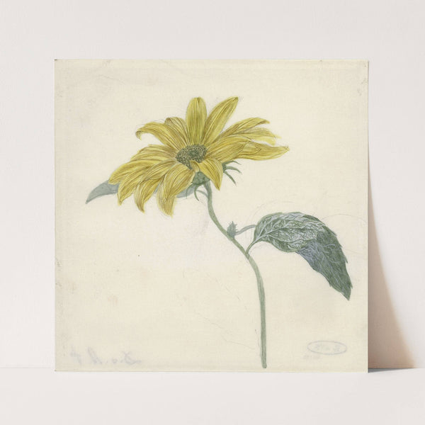 Zonnebloem by D. van Alphen