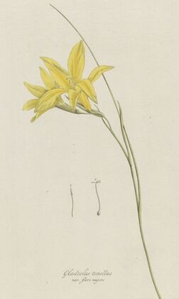 Zwaardlelie (Gladiolus carinatus Aiton)
