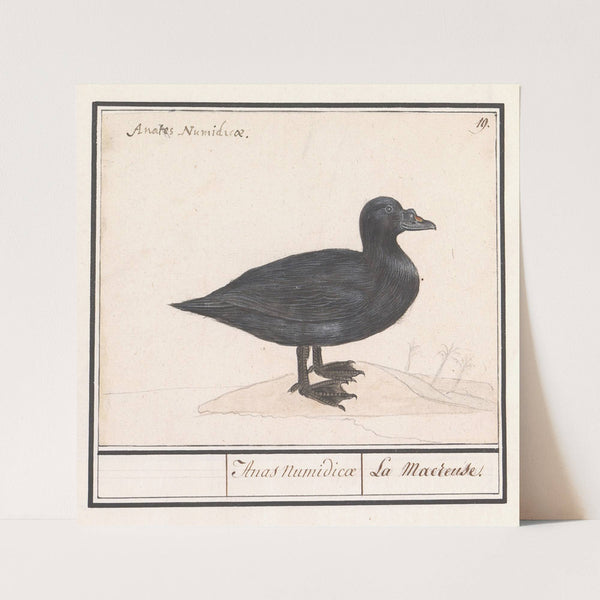 Zwarte zee-eend (Melanitta nigra). (1596-1610) by Anselmus Boëtius de Boodt