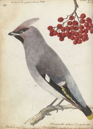 Zweedse vogel
