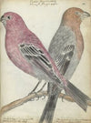 Zweedse vogels