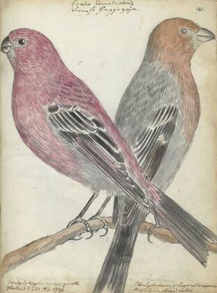Zweedse vogels