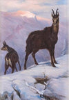 Zwei Gämsen im winterlichen Hochgebirge
