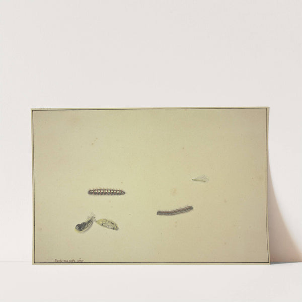 Zwei Raupen, eine Puppe und eine Eintagsfliege by Rochus van Veen