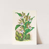 Zygopetalum intermedium by Jean Jules Linden