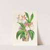 Zygopetalum rostratum by Jean Jules Linden