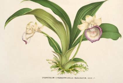 Zygopetalum (§ Warscewiczella) marginatum (1854-1896)
