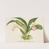 Zygopetalum (§ Warscewiczella) marginatum (1854-1896) by Charles Antoine Lemaire